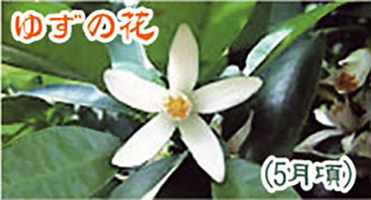 ゆずの花