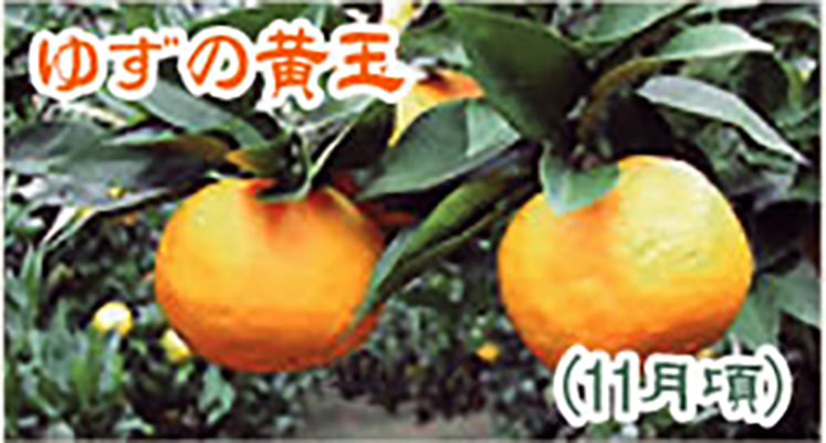 ゆずの黄玉