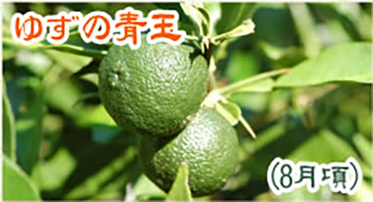 ゆずの青玉